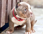 Собаки в других городах Московской области: Американский Булли щенок  Девочка, 130 000 руб. - фото 2