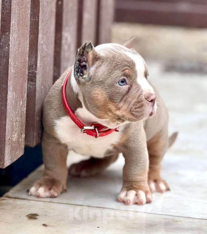 Собаки в других городах Московской области: Американский Булли щенок  Девочка, 130 000 руб. - фото 2