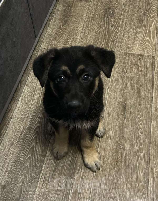 Собаки в Москве: Продам щенка немецкой овчарки ( девочка ) Девочка, Бесплатно - фото 4