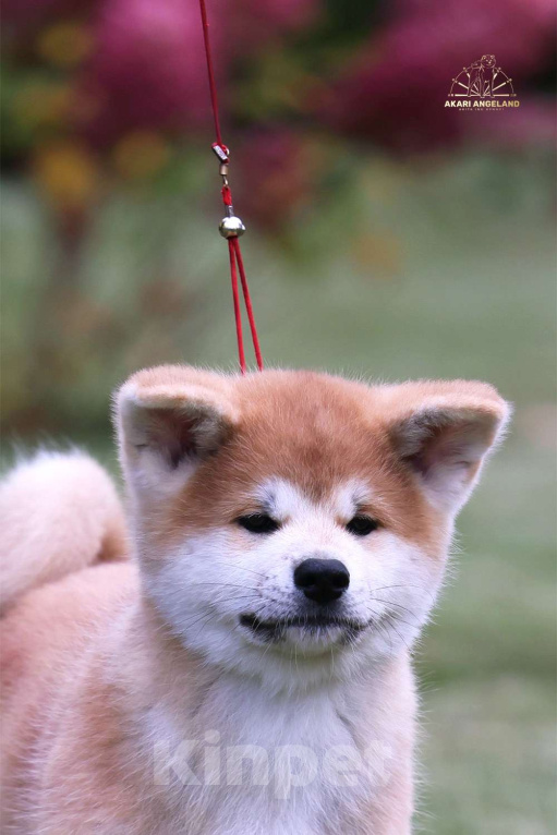 Собаки в Москве: Шикарный мальчик Акита-ину Мальчик, Бесплатно - фото 4