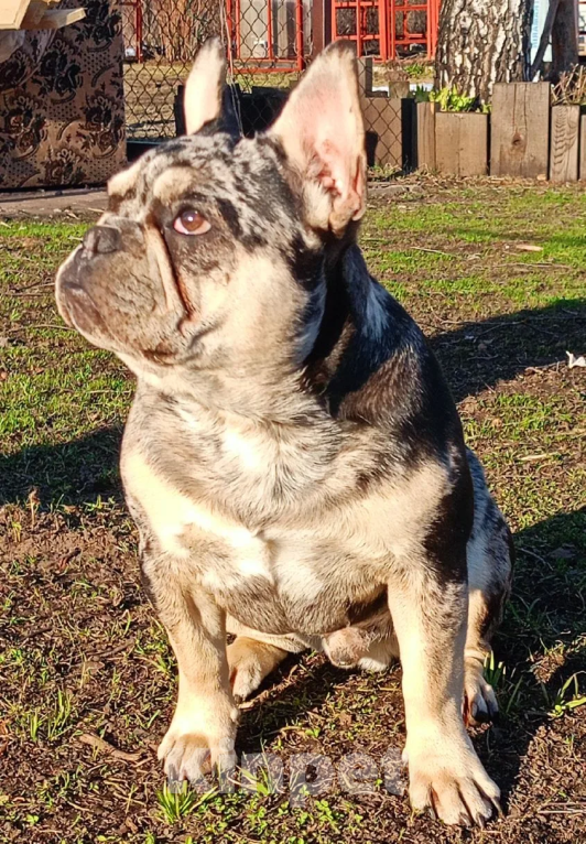 Собаки в Санкт-Петербурге: Мраморный подрощенный щенок французского бульдога Мальчик, 65 000 руб. - фото 2