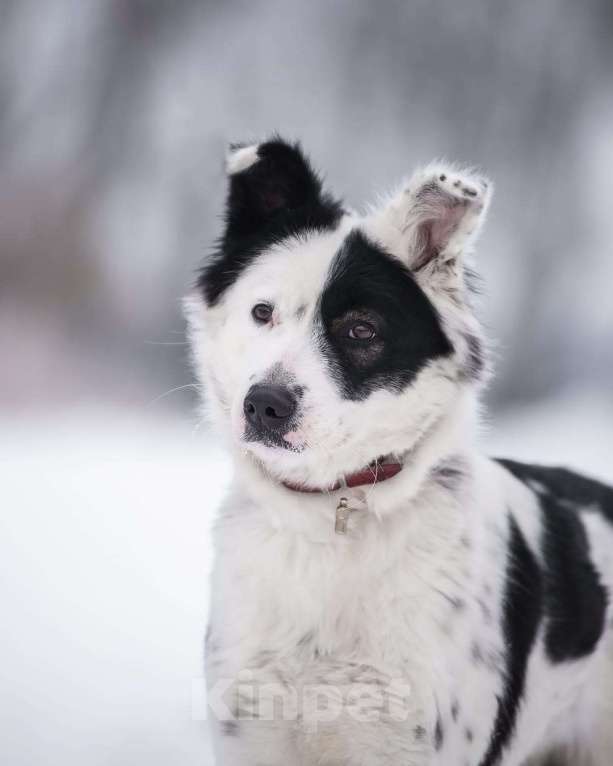 Собаки в Москве: Белая пушистая собачка Лаки в добрые руки Девочка, 1 руб. - фото 4