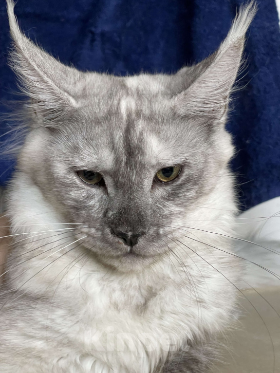 Кошки в Москве: ДЕВЧУШКА НА ВЫДАНЬЕ ИЗ ПИТОМНИКА Девочка, 60 000 руб. - фото 10