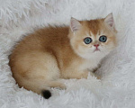 Кошки в Волгодонске: Котёнок Британский Мальчик, 11 000 руб. - фото 1