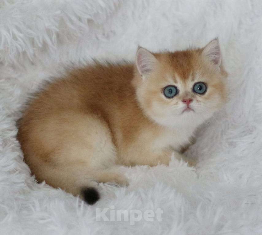 Кошки в Волгодонске: Котёнок Британский Мальчик, 11 000 руб. - фото 1