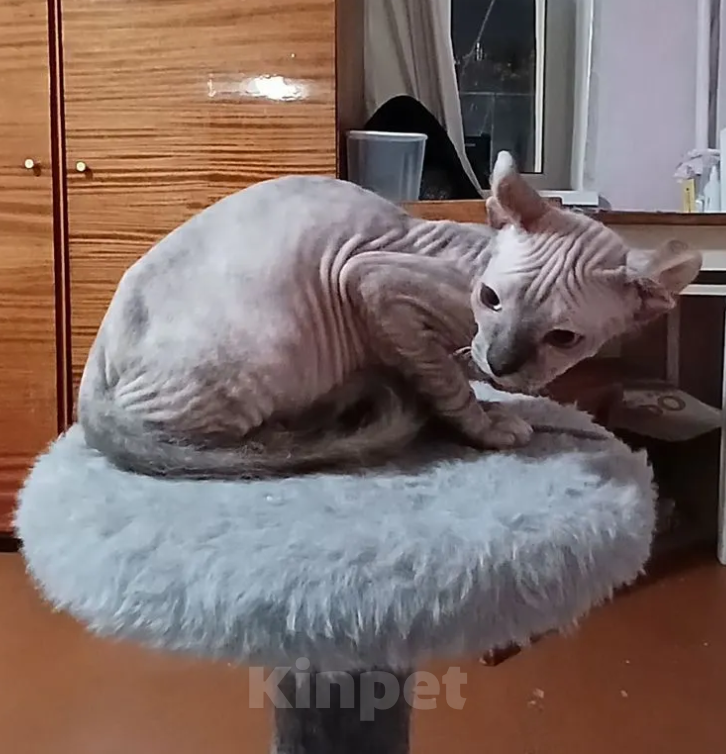 Кошки в других городах Ставропольского края: Канадский сфинкс эльф Девочка, 7 000 руб. - фото 1