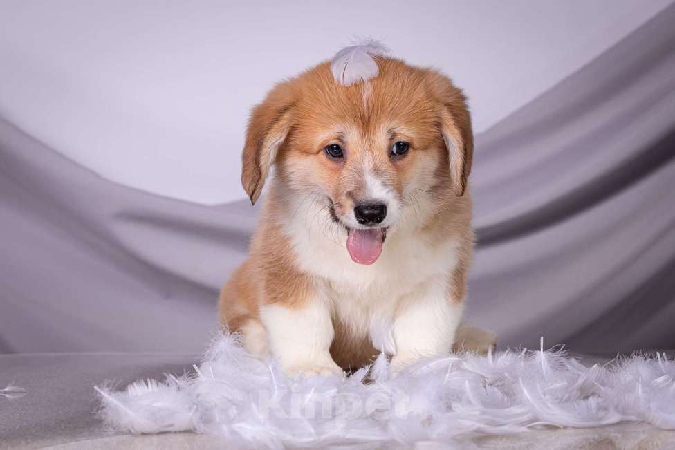 Собаки в Москве: Продам щенка вельш корги пемброк Девочка, 70 000 руб. - фото 6