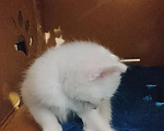 Кошки в Барнауле: Белые котята Мальчик, Бесплатно - фото 4