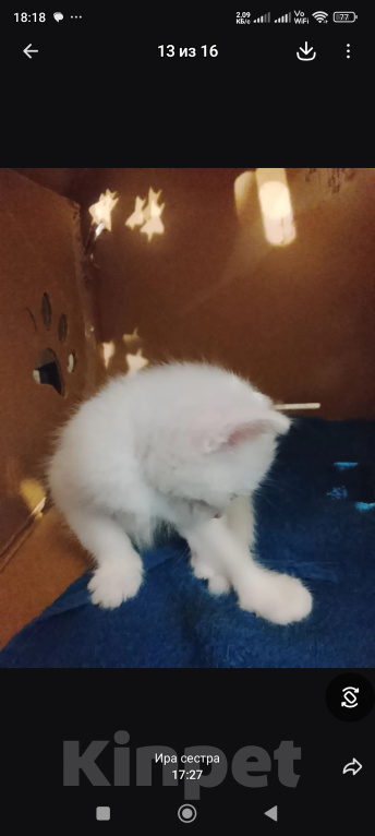 Кошки в Барнауле: Белые котята Мальчик, Бесплатно - фото 4