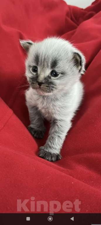 Кошки в Новосибирске: Котенок мейн-кун Разнополые, 15 000 руб. - фото 2