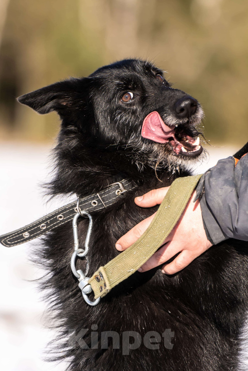 Собаки в Клине: Веста — добродушная собачка Девочка, Бесплатно - фото 3
