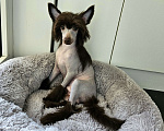 Собаки в Одинцово: Китайская хохлатая голая Мальчик, 120 000 руб. - фото 8