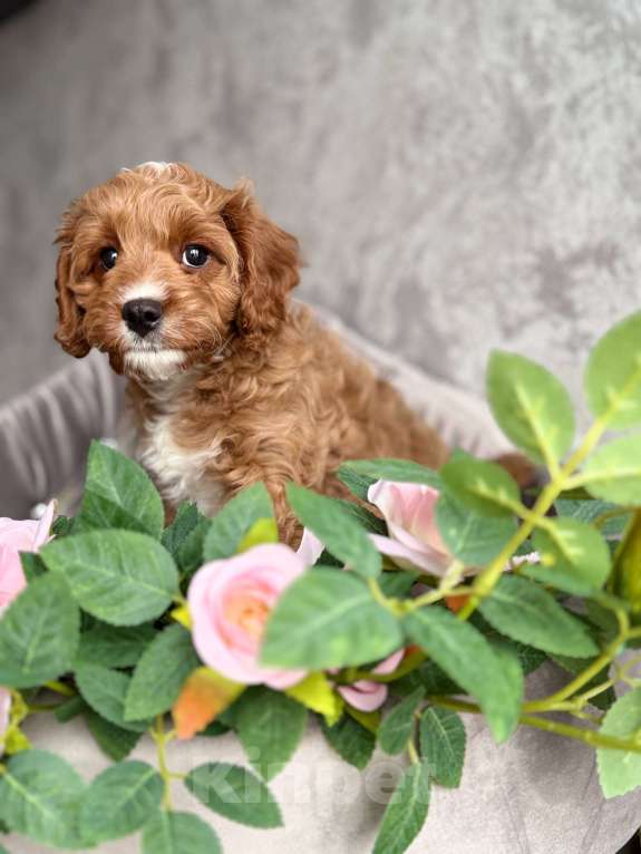 Собаки в Москве: Кавапу щенок Мальчик, Бесплатно - фото 4