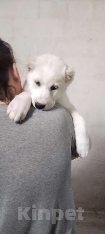 Собаки в Перми: Щенки САО Девочка, Бесплатно - фото 2