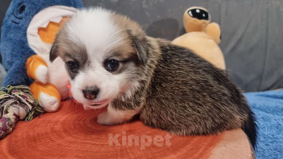 Собаки в Москве: Элитный щенок Мальчик, 85 000 руб. - фото 5