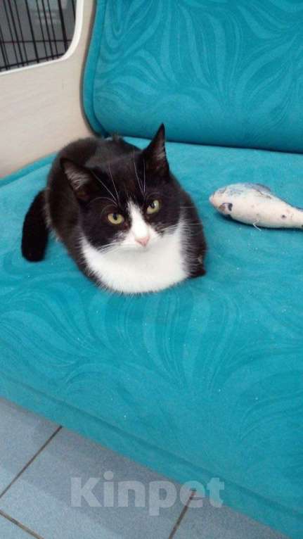 Кошки в Мурином: Кузьма — молодой джентльмен с большим любящим сердцем. Ищет семью ❤️ Мальчик, Бесплатно - фото 1