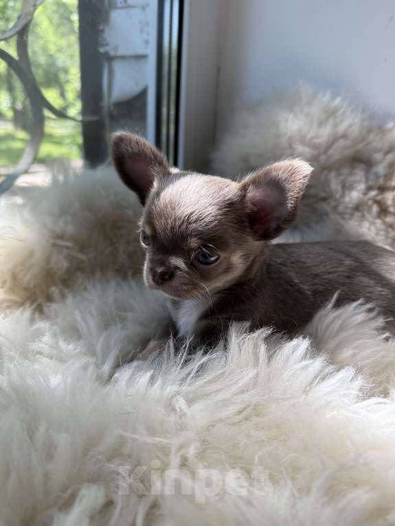 Собаки в Самаре: Мия Девочка, 40 000 руб. - фото 5