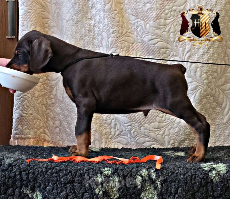 Собаки в Москве: Лаго Мальчик, Бесплатно - фото 2