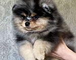 Собаки в Туле: Щенок померанского шпица редкого окраса Мальчик, 60 000 руб. - фото 4