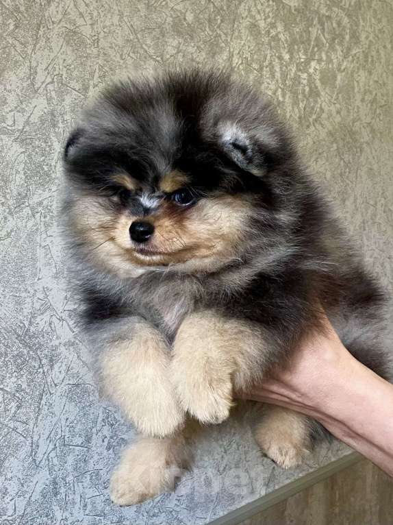 Собаки в Туле: Щенок померанского шпица редкого окраса Мальчик, 60 000 руб. - фото 4