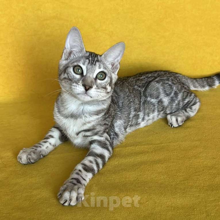 Кошки в Москве: Бенгальские серебряные котята  Девочка, Бесплатно - фото 4