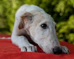 Собаки в Выборге: Наш харизматичный борзёныш Мальчик, 35 000 руб. - фото 1