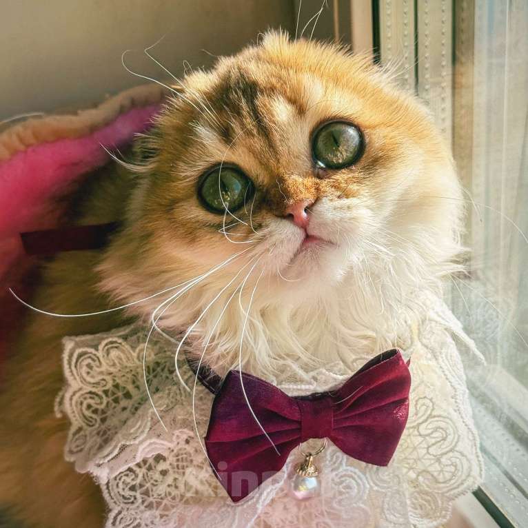 Кошки в Москве: Длинношерстная золотая вислоухая шиншилла Девочка, 40 000 руб. - фото 3