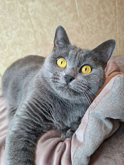 Василина едет на выставку-пристройство WOOF в Москву