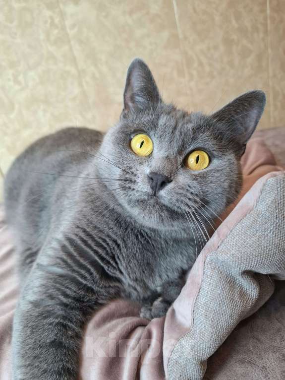 Кошки в Москве: Василина едет на выставку-пристройство WOOF в Москву  Девочка, Бесплатно - фото 1