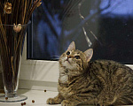 Кошки в Скопине: Полосатый тигрище)) котенок просится на волю)) в, Бесплатно - фото 1