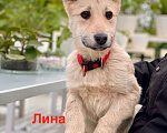 Собаки в Москве: Щенки — метисы овчарки в дар, Бесплатно - фото 1