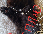 Кошки в Москве: Котенок Магги, 2 месяца, окрас черный мрамор Девочка, Бесплатно - фото 3