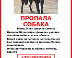 Собаки в Одинцово: Пропала маленькая черная собачка Симона Девочка, Бесплатно - фото 2