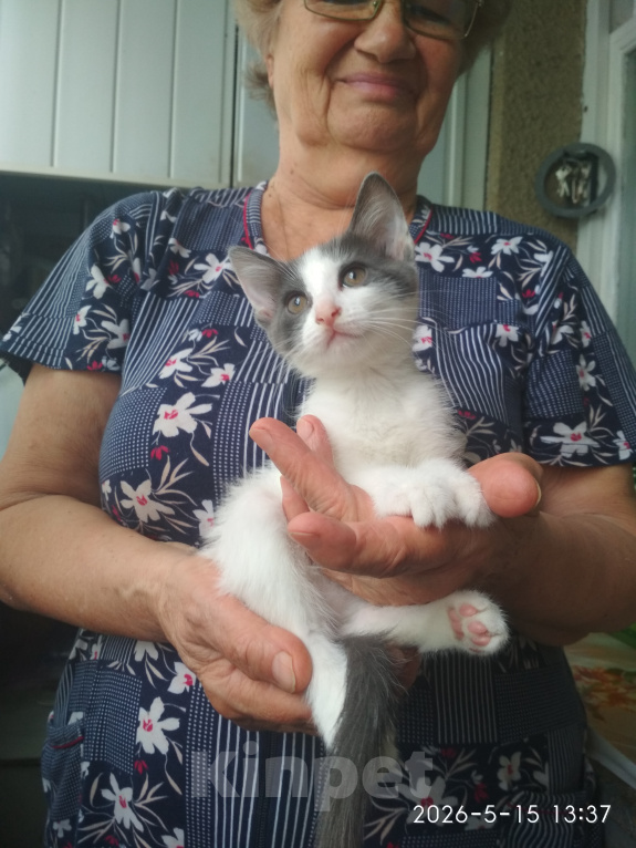 Кошки в Нальчике: Котята в добрые руки Девочка, Бесплатно - фото 1