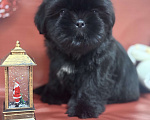 Собаки в Смоленске: Щенок ши тцу Девочка, 45 000 руб. - фото 2
