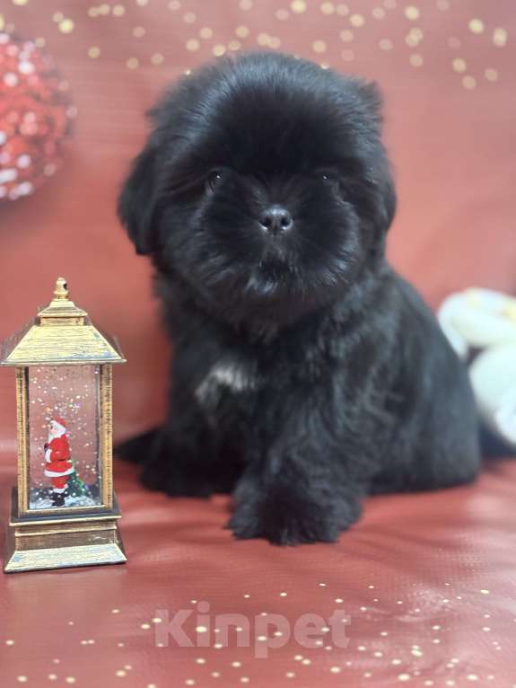 Собаки в Смоленске: Щенок ши тцу Девочка, 45 000 руб. - фото 2