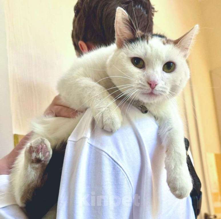 Кошки в Москве: Горошка грустит совсем одна Девочка, Бесплатно - фото 2