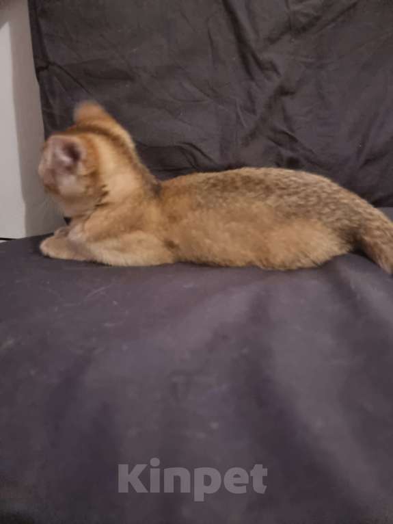 Кошки в Москве: Золотая шиншилла  Девочка, 20 000 руб. - фото 3