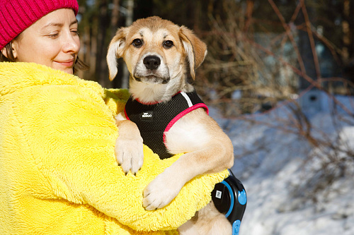 Рыжий щенок девочка в добрые руки