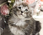 Кошки в Воронеже: Красивый мальчик, котенок Мейн кун Мальчик, 25 000 руб. - фото 2