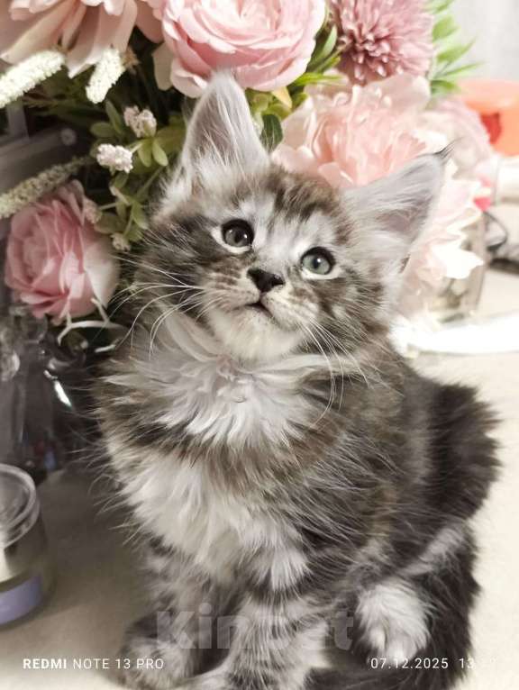 Кошки в Воронеже: Красивый мальчик, котенок Мейн кун Мальчик, 25 000 руб. - фото 2
