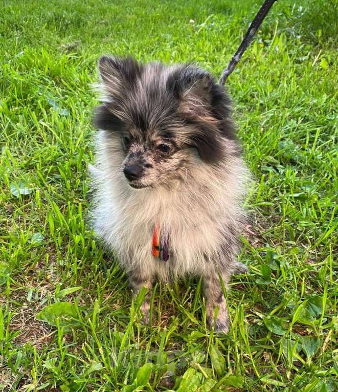 Собаки в Москве: Девочка малого немецкого шпица  Девочка, 40 000 руб. - фото 9