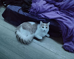 Кошки в Нижнем Новгороде: Котик в добрые руки Мальчик, Бесплатно - фото 5