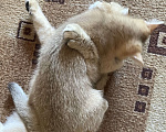 Кошки в Ростове-на-Дону: Продам кошечку)) в добрые руки!!! Породистая.  Девочка, 8 000 руб. - фото 5