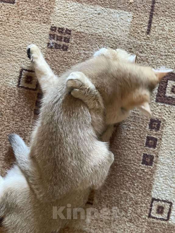 Кошки в Ростове-на-Дону: Продам кошечку)) в добрые руки!!! Породистая.  Девочка, 8 000 руб. - фото 5