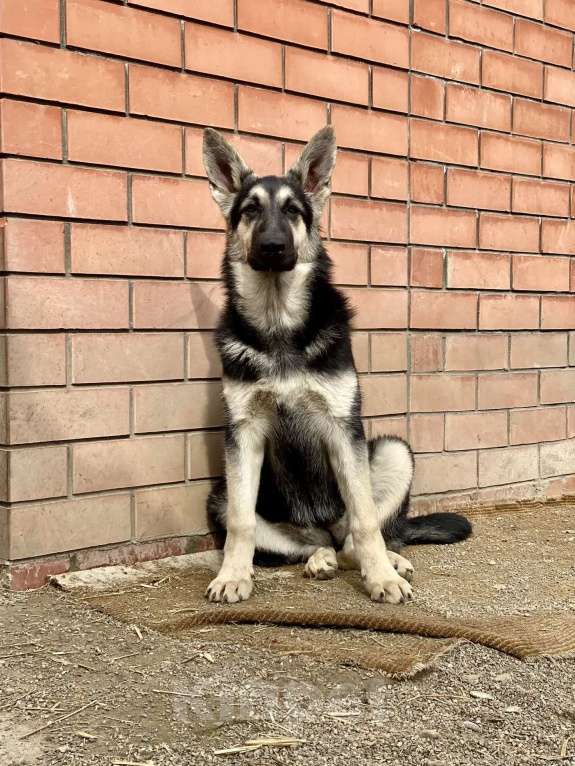 Собаки в других городах Краснодарского края: Щенок Восточноевропейской овчарки Девочка, 60 000 руб. - фото 3