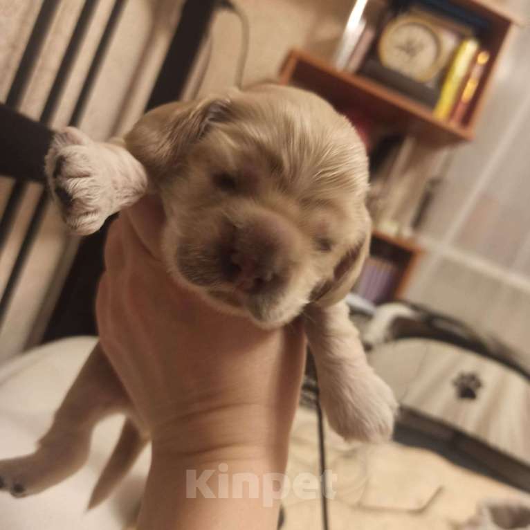 Собаки в Челябинске: Щенок мальчик Мальчик, 25 000 руб. - фото 1