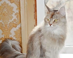Кошки в Раменском: Девочки Мейн куна Девочка, Бесплатно - фото 5