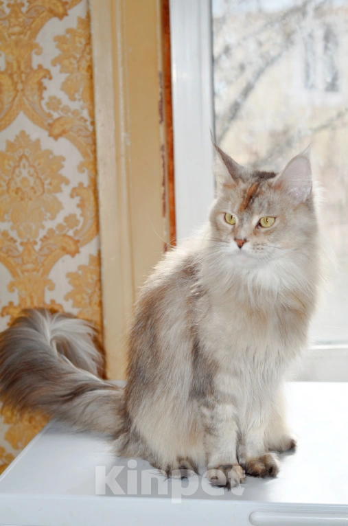 Кошки в Раменском: Девочки Мейн куна Девочка, Бесплатно - фото 5