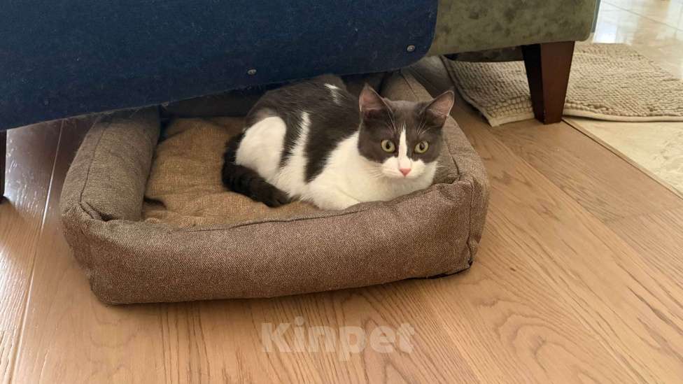 Кошки в Москве: Лиза ищет дом! Девочка, Бесплатно - фото 1